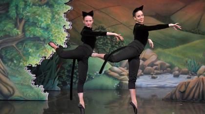 Sleek and graceful, our feline friends dance happily